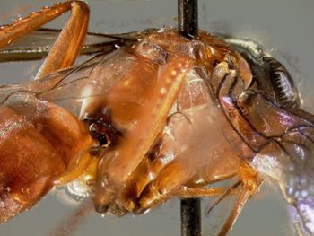 Media type: image;   Entomology 23016 Aspect: head frontal view 3